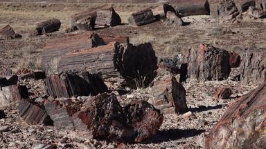 树干石化树多色的晶体矿物质石化森林国家公园